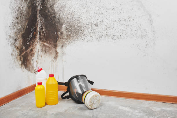 Best Insurance-Related Mold Remediation in Monte Sereno, CA