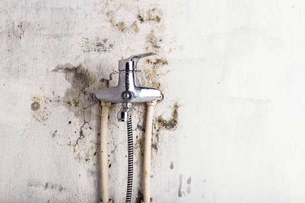Best DIY Mold Remediation Support Services in Monte Sereno, CA