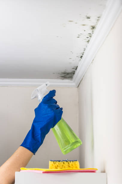 Best HVAC Mold Remediation in Monte Sereno, CA