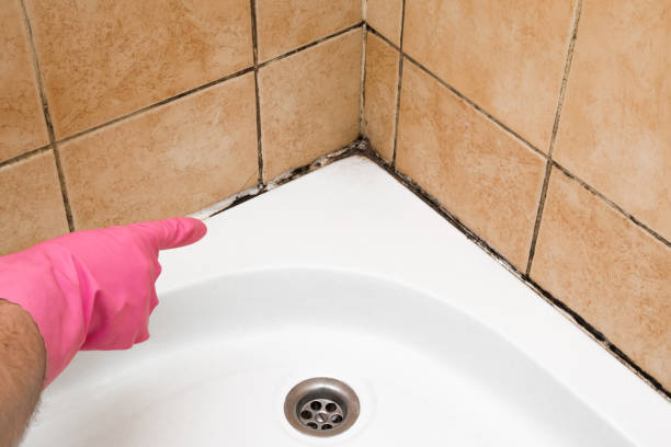 Best Post-Flood Mold Remediation in Monte Sereno, CA